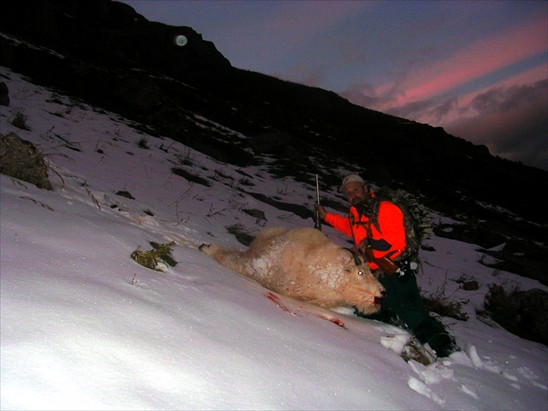 Mountain Goat 2011